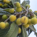 Mišpula japonská (Eriobotrya japonica) ´TANAKA´ - výška 110-120 cm, kont. C12L (-12°C)